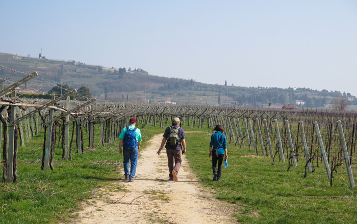 vineyard-stroll-amarone-wine-walk