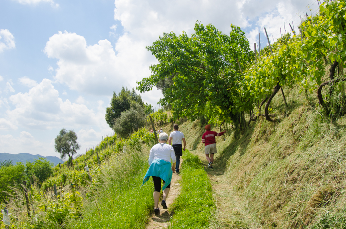 vineyard-walk-prosecco-tour