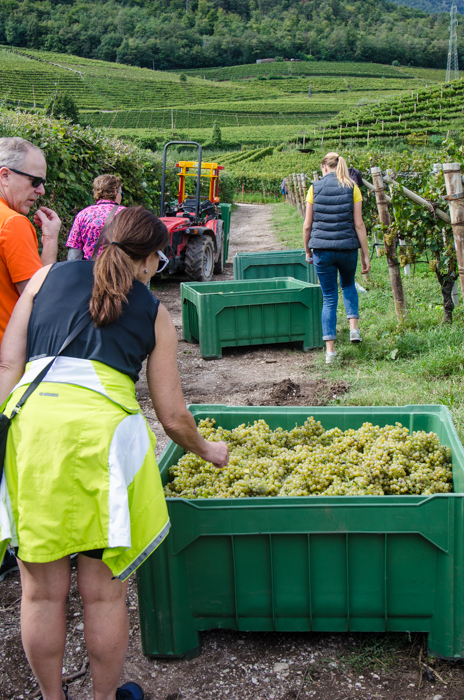 vineyard-visit-wine-tours-italy