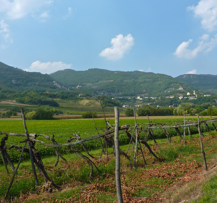 soave vineyards wine bike tours italy