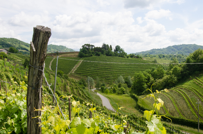 vineyards of pordenone italy